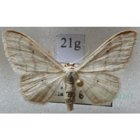 Idaea deversaria (Herrich-Schäffer, 1847) Krocznik gospodek Slovakia21g